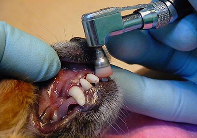 Сколько стоит стерилизация кошки череповец