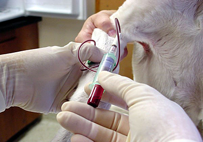 Анализ крови у собак мурманск
