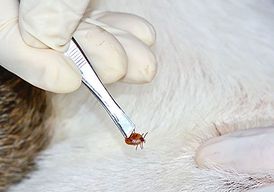 Сколько стоит стерилизовать кошку в архангельске