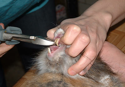 Сколько стоит стерилизация кошки череповец