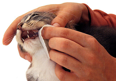 Сколько стоит стерилизация кошек в выборге