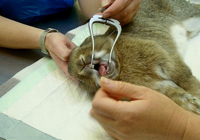 Сколько стоит стерилизовать кошку в калининграде