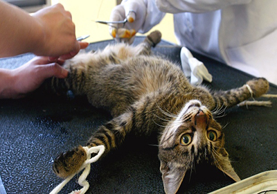 Сколько стоит стерилизация кошки выборг