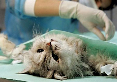 Сколько стоит стерилизовать кошку в архангельске