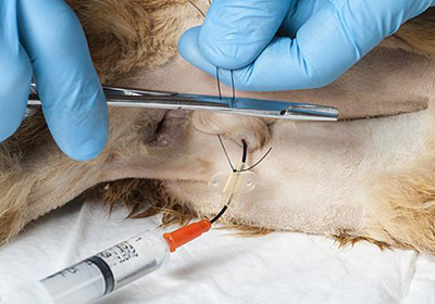 Сколько стоит стерилизовать кошку в калининграде