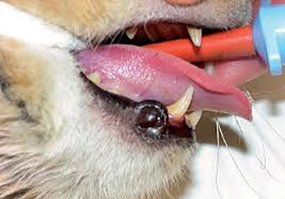 Анализ крови у собак мурманск