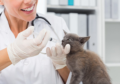 Сколько стоит стерилизация кошки выборг