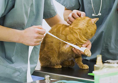 Сколько стоит стерилизация кошек в выборге